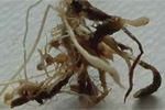 Ecco i nematodi che colpiscono riso e mais