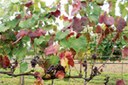 Giallumi: indispensabile l’impegno dei viticoltori