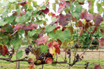 Giallumi: indispensabile l’impegno dei viticoltori