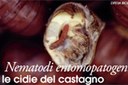 Nematodi entomopatogeni contro le cidie del castagno