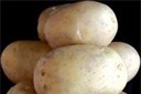 Patate: varietà resistenti al "nematode dorato"