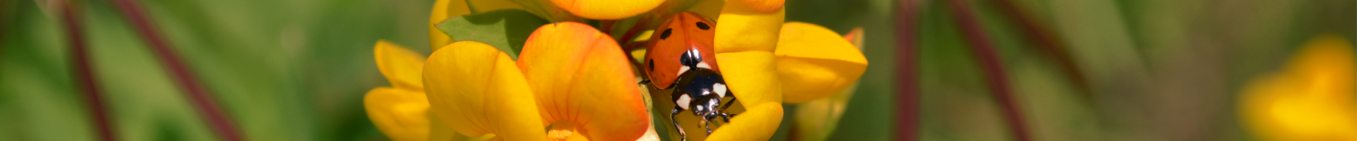 immagine di coccinella Foto di Tiziana Lorenzini 