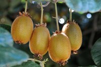 Export di kiwi in Giappone. Assessore Mammi: “Al lavoro per aprire questo mercato al nostro prodotto. L’obiettivo è mettere a punto un protocollo fitosanitario condiviso"