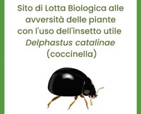 Parte la lotta biologica ad Aleurocanthus spiniferus