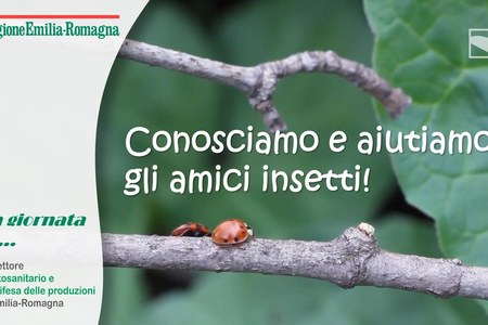 Conosciamo e aiutiamo gli amici insetti