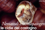 Nematodi entomopatogeni contro le cidie del castagno