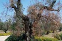 Xylella fastidiosa sorvegliata speciale