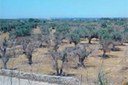 xylella