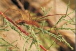 Ragno Tetragnatha nitens