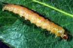 larva