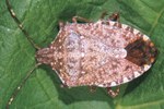 Halyomorpha halys