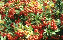 crataegus_1