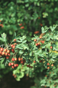 crataegus_2