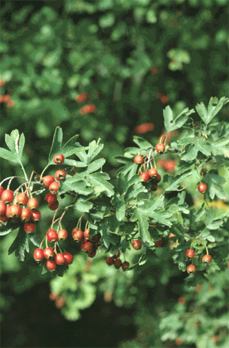 crataegus_2