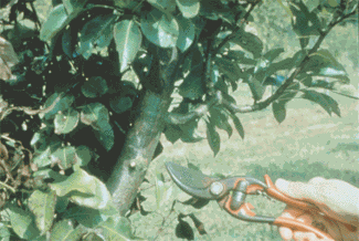 disinfettare gli attrezzi per la potatura