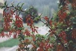 Berberis-vugaris