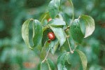 Cornus-mas