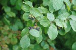 Cornus-sanguineas