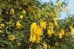 Laburnum-anagiroides