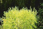 Salix-spp