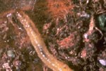 larva