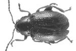 Epitrix similaris