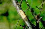 Sintomi di imbrunimento del tessuto floematico