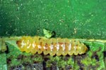 150-Larva