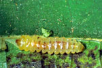 150-Larva