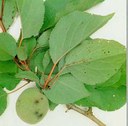 maculature foglie frutti