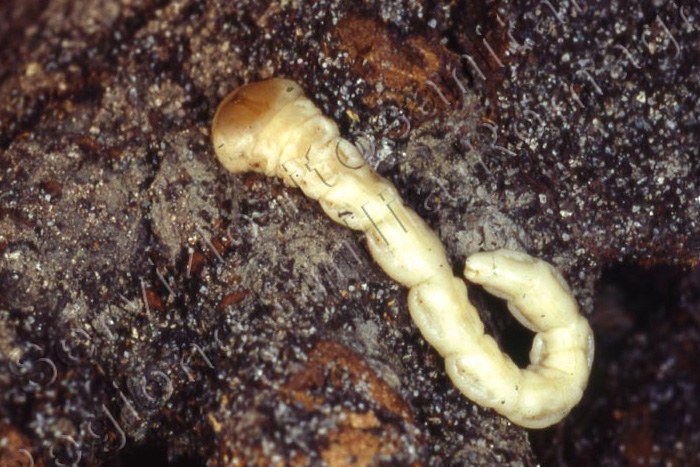 Capnodis larva susino