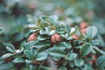 Cotoneaster buxi