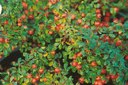 Cotoneaster Coral Beauty’
