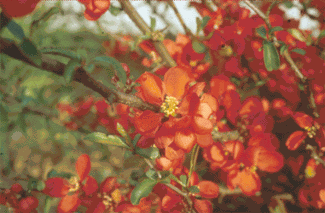 Chaenomeles japonica