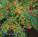 Cotoneaster-Coral-Beauty