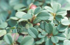 Cotoneaster dammeri