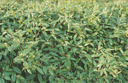 Cotoneaster salicifolius