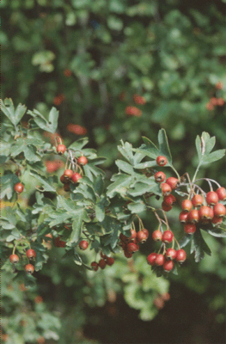 Crataegus-monogyna