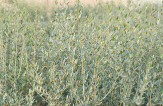 Phillirea-angustifolia