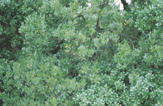 Phillirea-latifolia
