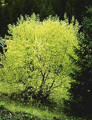 Salix-spp