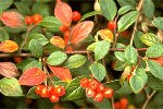 Cotoneaster-franch
