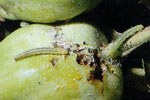 Larva e danno su frutto di melo