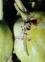 larva su frutto di melo