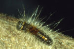 larva giovane