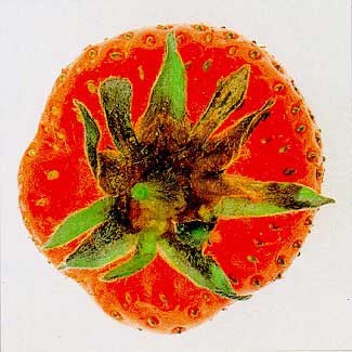 Tacche necrotiche causate dal patogeno nella zona calicina di un frutto di fragola
