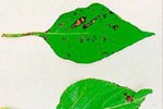Aspetto necrotico osservabile sia sulla pagina inferiore che sulla pagina superiore di foglie di peperone colpite dal patogeno.