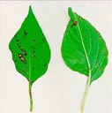 Aspetto necrotico osservabile sia sulla pagina inferiore che sulla pagina superiore di foglie di peperone colpite dal patogeno