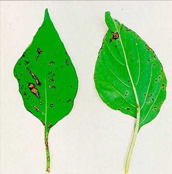 Aspetto necrotico osservabile sia sulla pagina inferiore che sulla pagina superiore di foglie di peperone colpite dal patogeno