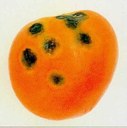 Caratteristico aspetto vescicoloso delle lesioni causate dal patogeno su frutto di pomodoro